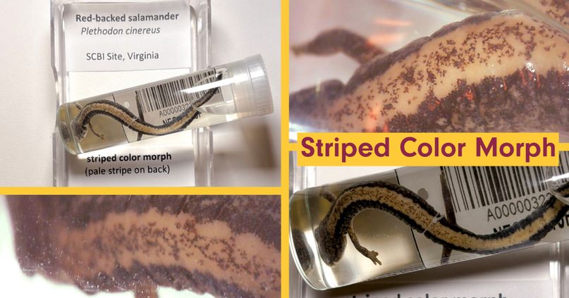 Four images, two close-up and two medium shots, of a striped red-backed salamander specimen incased in a vial. The stripe on its back has speckled coloration within it.