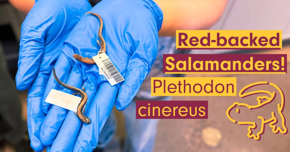 Two hands overlapped on top of each other, palm facing up, holding two striped red-backed salamanders with identification tags attached to each of the salamanders.