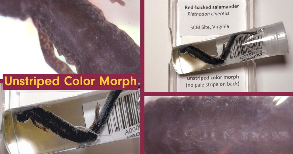Four images, two close-up and two medium shots, of an unstriped red-backed salamander specimen incased in a vial. Its primary color is dark and close to black.