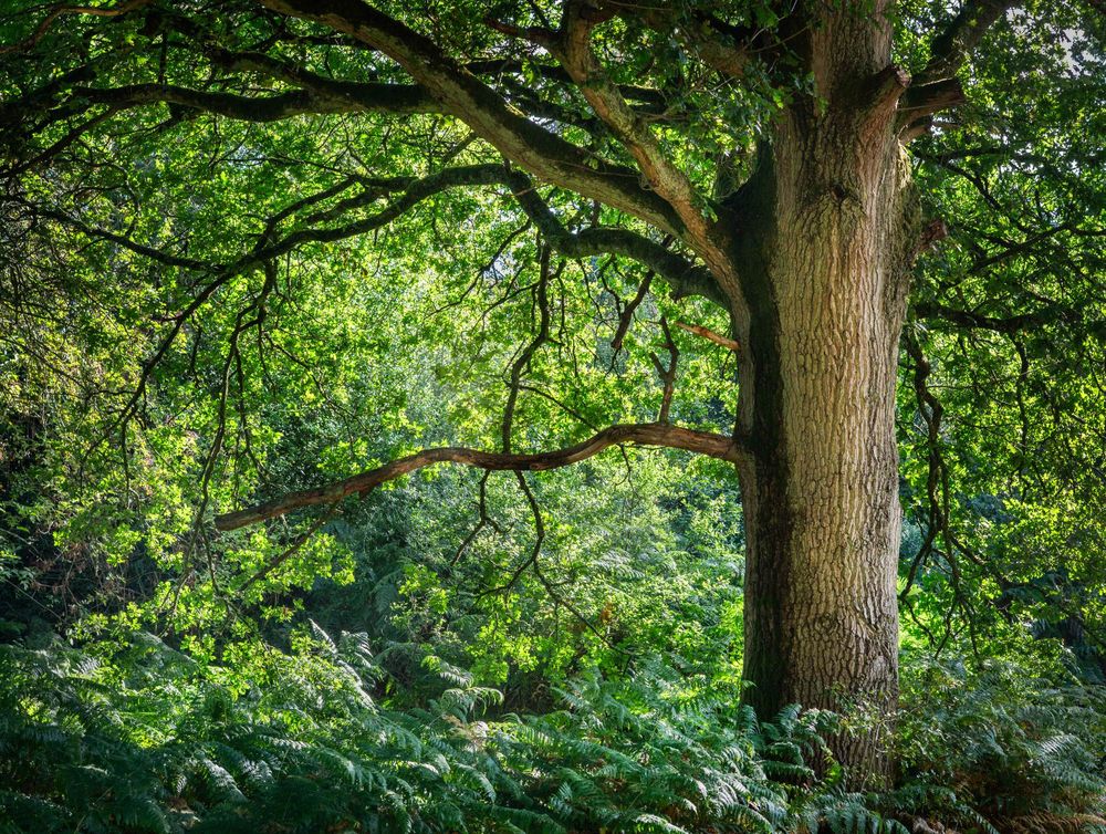 Deep green English wood with single tree