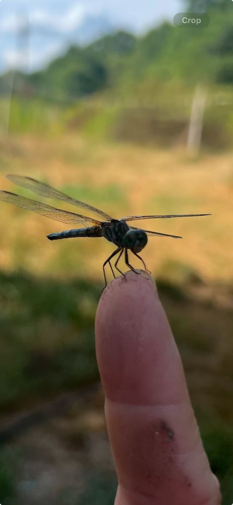 Dragon fly on an index finger.