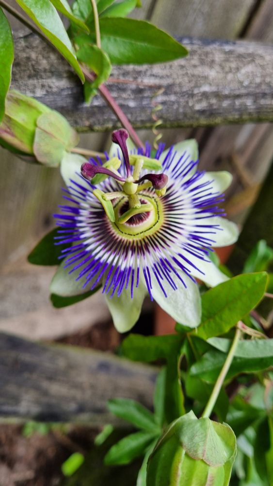 Nahaufnahme einer lila-weißen Passionsblume-Blüte. 