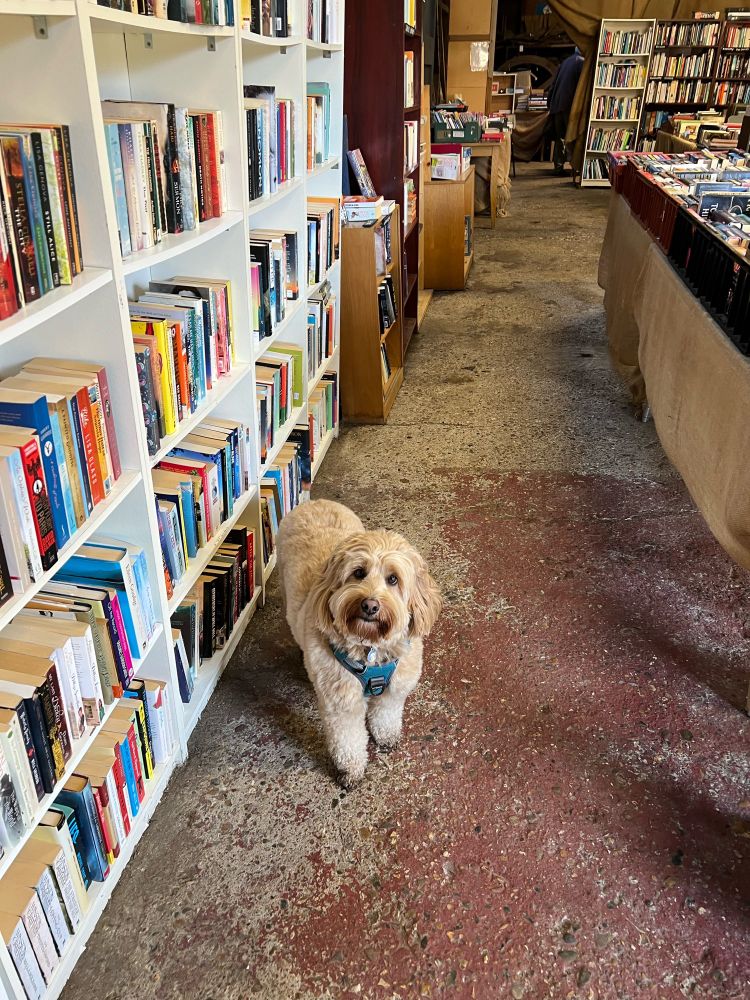 A dog in the National Trust second hand bookshop at Dapdune Wharf
