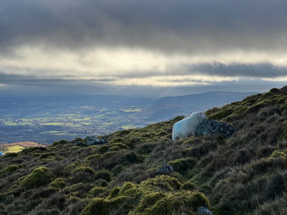 Dafad ar y mynydd Pen-y-Fal, with the Vale of Usk in the background.