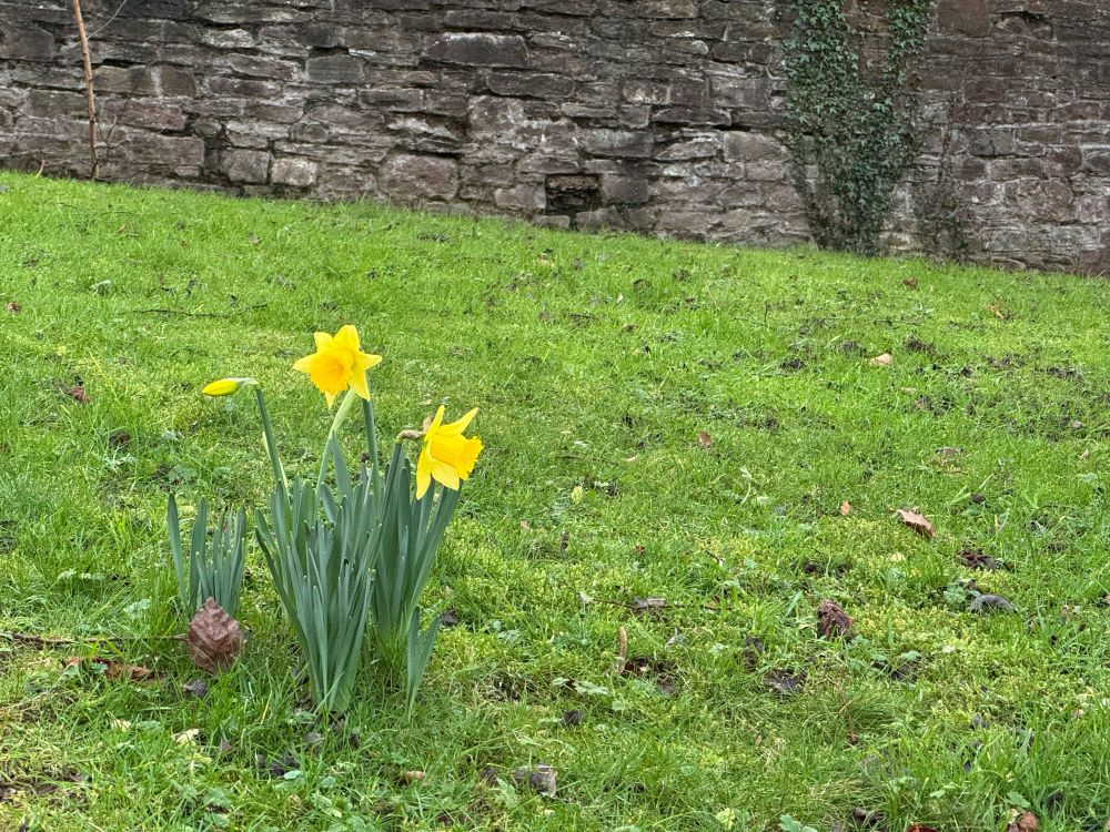 Three daffodils in bright bloom against a sloping grass lawn and a stone wall. Grŵp o dri chennin pedr yn edrych yn llachar ar lawnt laswellt.