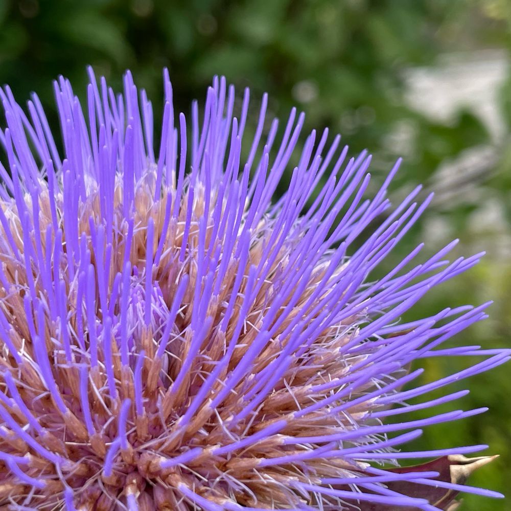 The bright purple fronds of a cardoon flower against a background of green leaves: brightly lit from late spring. Ffrondiau porffor llachar blodyn cardŵn yn erbyn cefndir o ddail gwyrdd: wedi'u goleuo'n llachar o ddiwedd y gwanwyn.