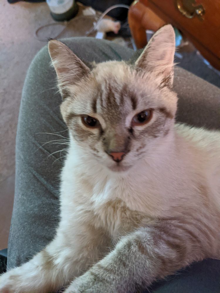 Young half siamese, half gray tabby cat laying on the picture taker's lap.