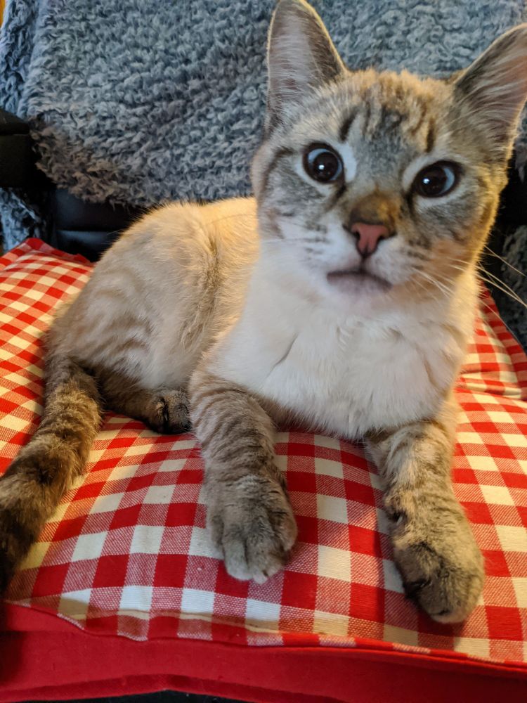 Half gray tabby half Siamese cat named Anubis sitting on a red checkered cushion.