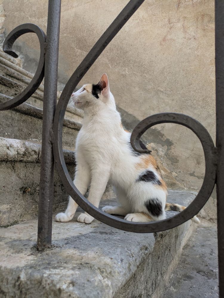 Photo of a cat sitting on a stone staircase. There is an iron handrail in front with a curl that frames the cat. It is a white cat with some orange and black patches on the back and head.