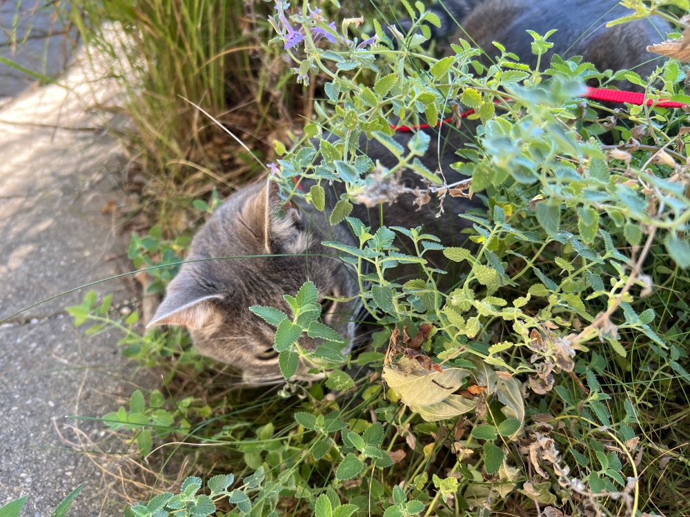 Grey cat wearing a red harness sitting in a bed of purple catmint