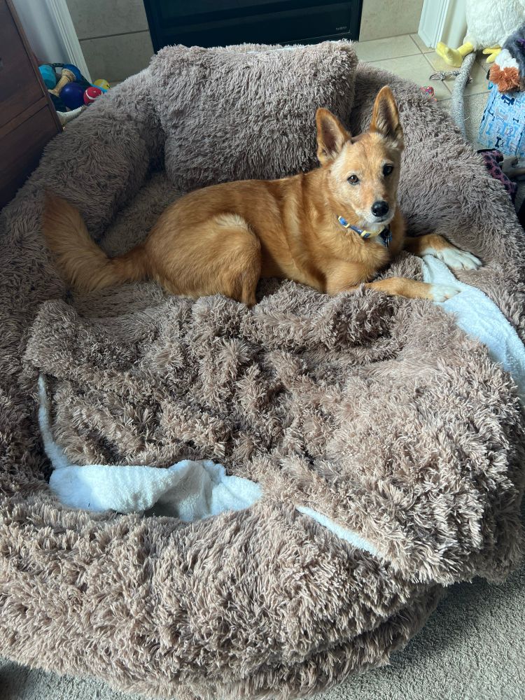 Reddish brown dog in an tan fluffy oversized dog bed