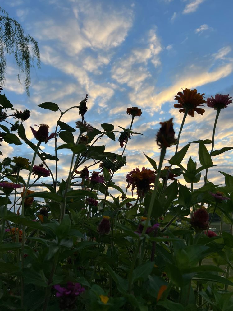 Dark flowers in silhouette beneath a blue sky covered with grey, bright yellow, sparkly white clouds