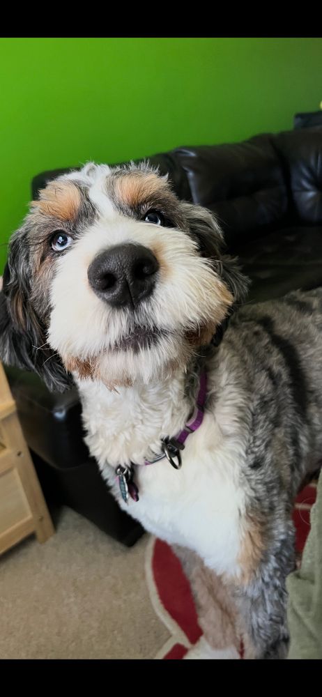 Mottled grey puppy looking sternly at the camera