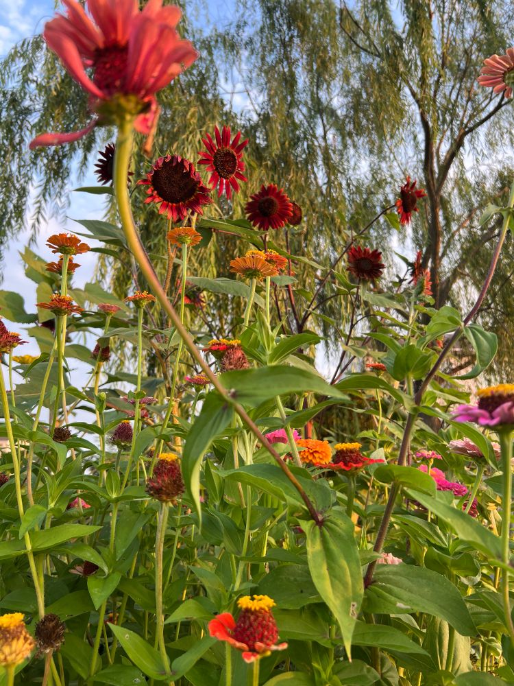Multi-colored flowers and greenery