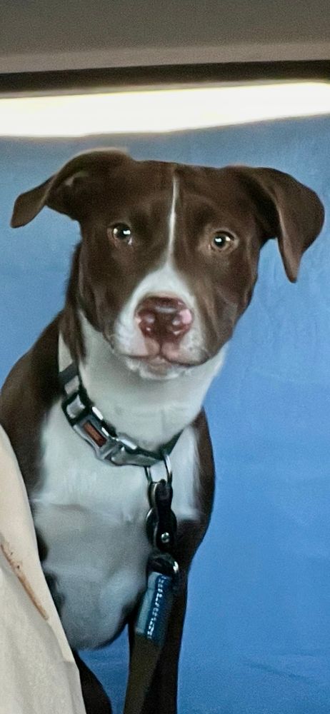 Chocolate colored dog with a white blaze and chest in a silver collar