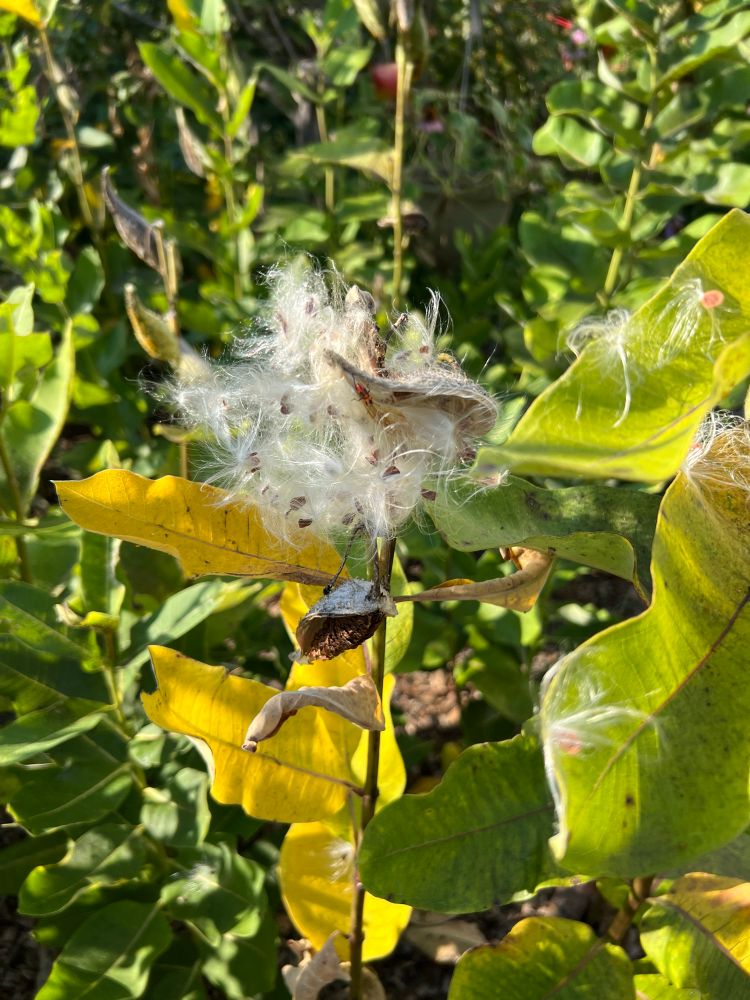 Yellow, green milkweed leaves and white fluffy milkweed seed pods exploding with seeds