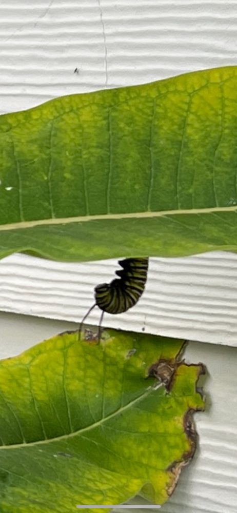 White, yellow and black caterpillar, pre-chrysalis, on a green milkweed leaf