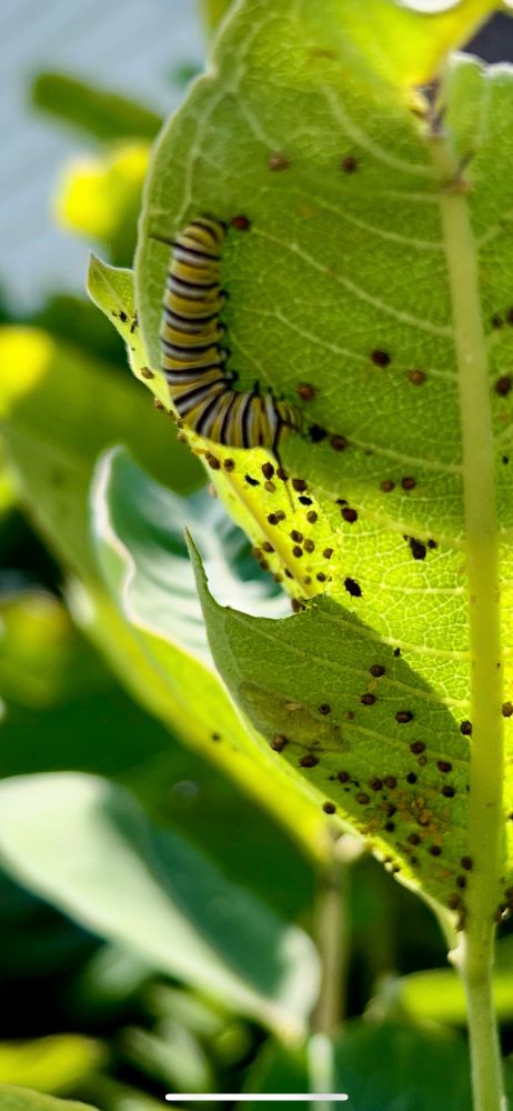 White, yellow and black Monarch caterpillar under a milkweed leaf that is speckled with eggs and maybe aphids