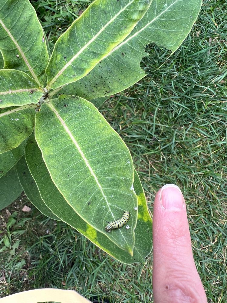 Tiny white, yellow and black Monarch caterpillar on a green milkweed leaf, finger for scale