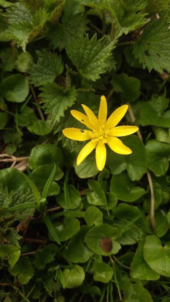 gelbe Blüte des Scharbockskraut