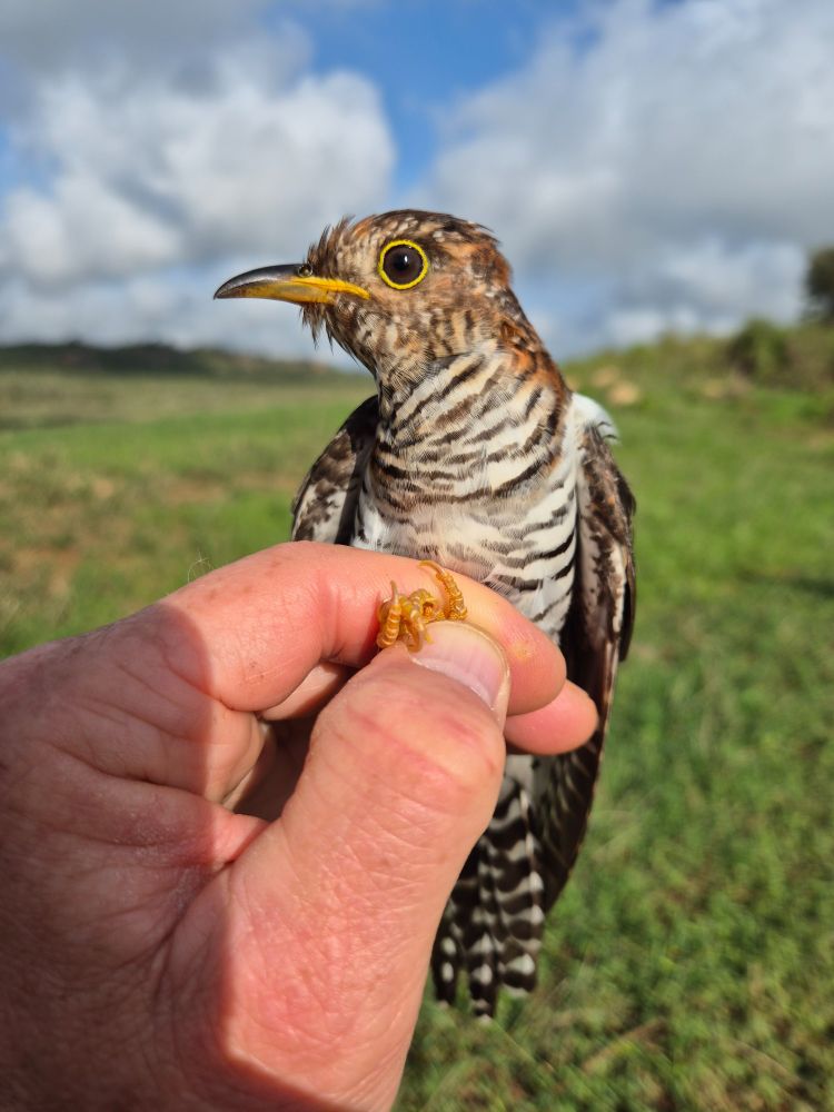 Asian Lesser Cuckoo