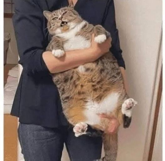 fat kitty