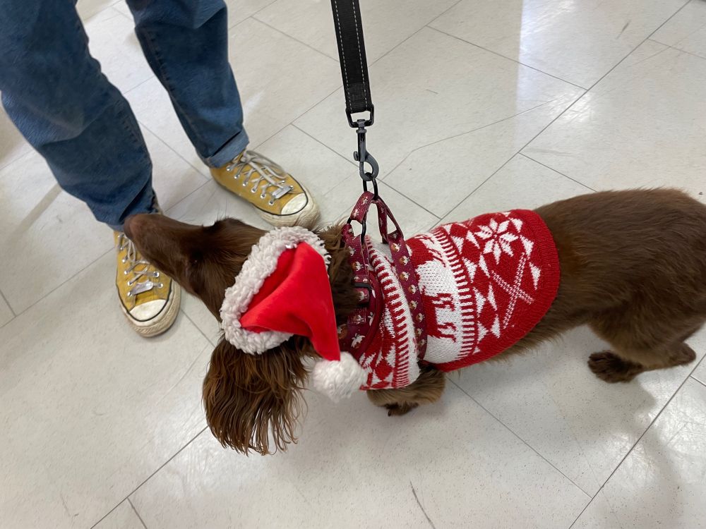 A beautiful brown long haired dachshund, wearing a Christmas hat and a red knitted jumper with bands of reindeer and stars on it.