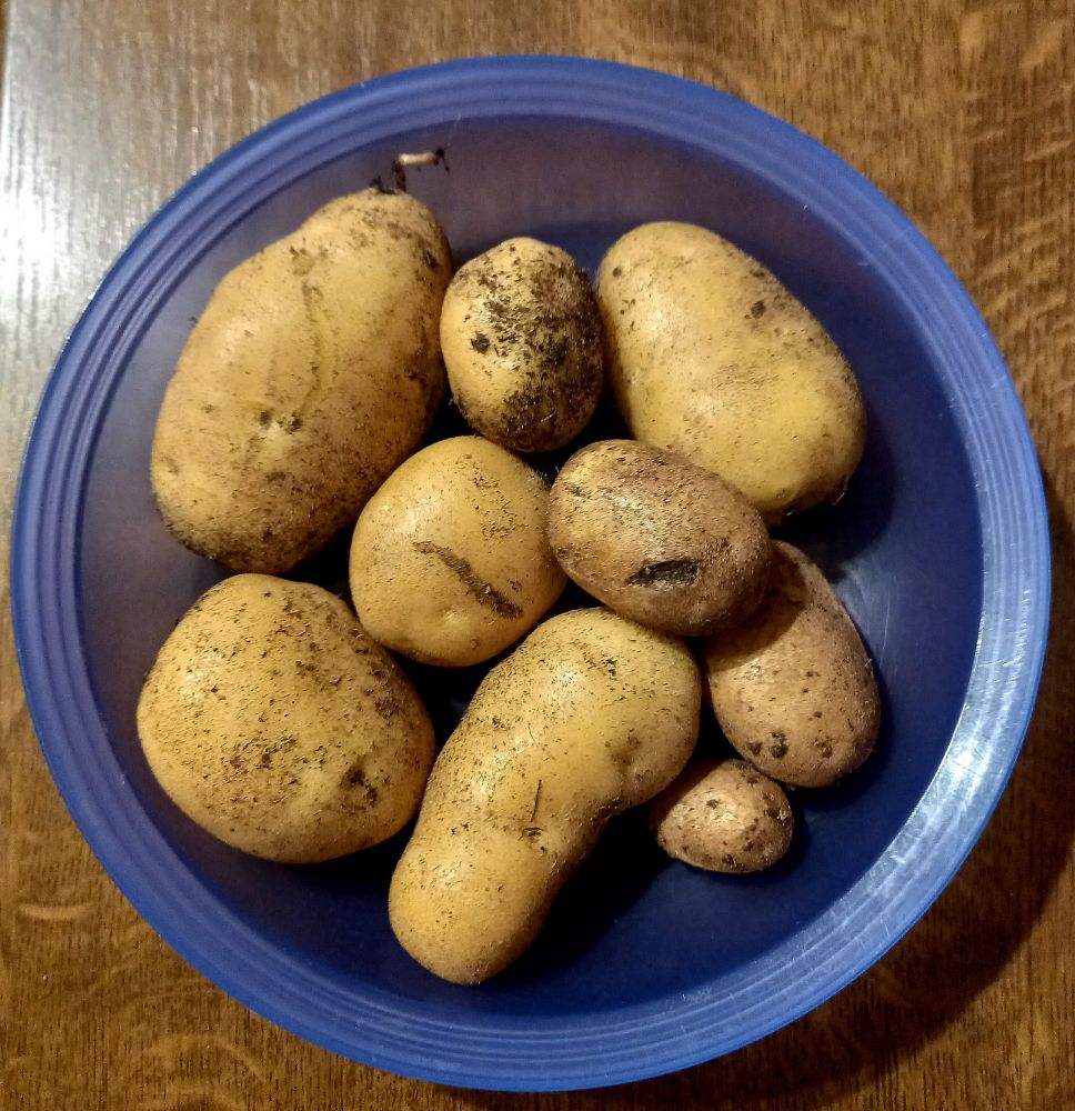 9 unterschiedlich große, noch teils mit Erde behaftete, Kartoffeln in einer blauen Plastikschale auf dunkelbraunem Holzuntergrund.