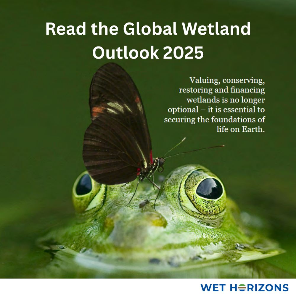 A close-up of a green frog partially submerged in water, with a dark brown butterfly delicately perched on its head. White text reads: "Read the Global Wetland Outlook 2025." A quote beside the frog highlights the urgent need to value, conserve, restore, and finance wetlands to secure life on Earth. The logo "Wet Horizons" appears at the bottom.
