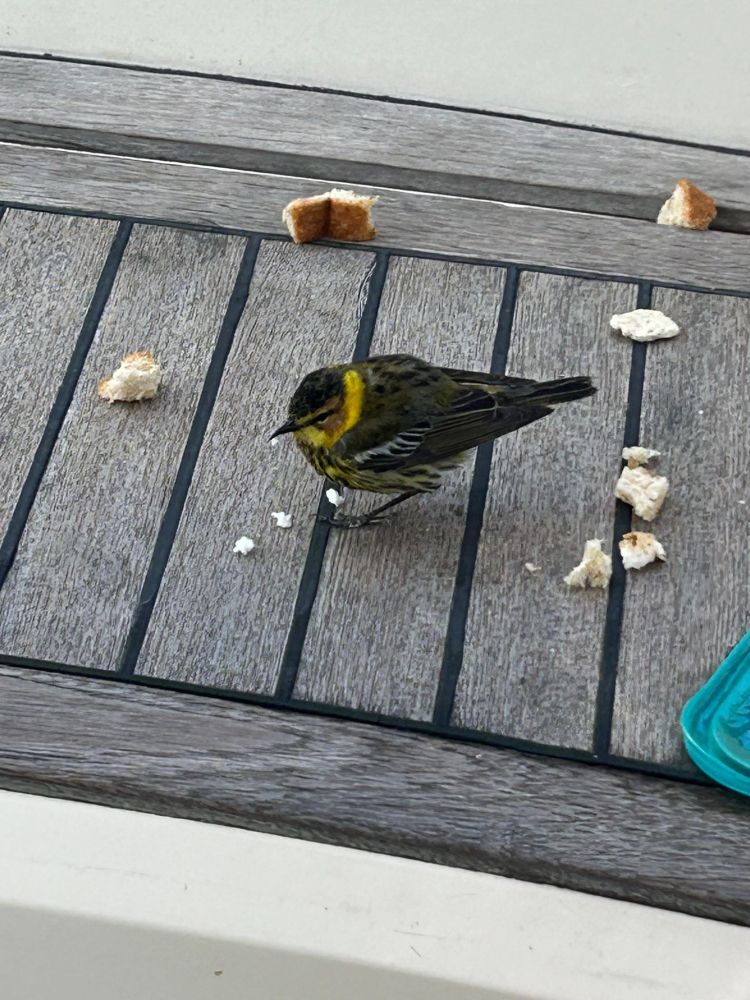 a small bird with yellow and khaki/grey plumage, on a teak deck