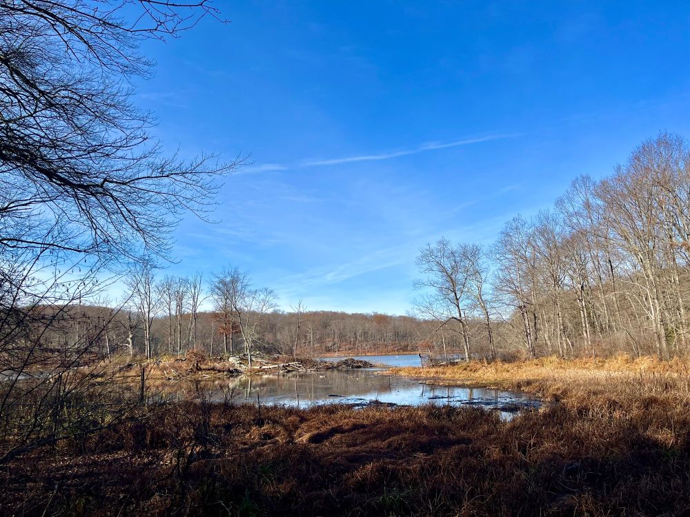 a lake and wetland plants