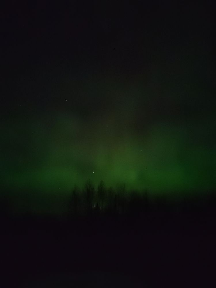 Green aurora borealis, with the Big Dipper visible just above the silhouetted trees