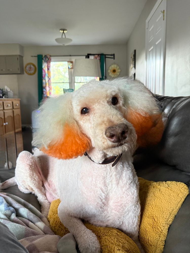 Poodle with orange tipped ears and a brown collar looking at the camera. He’s laying on a gold pillow and a grey blank on a brown couch. 