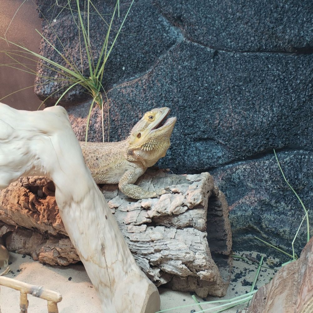 a bearded dragon relaxing on a log tunnel with his mouth open