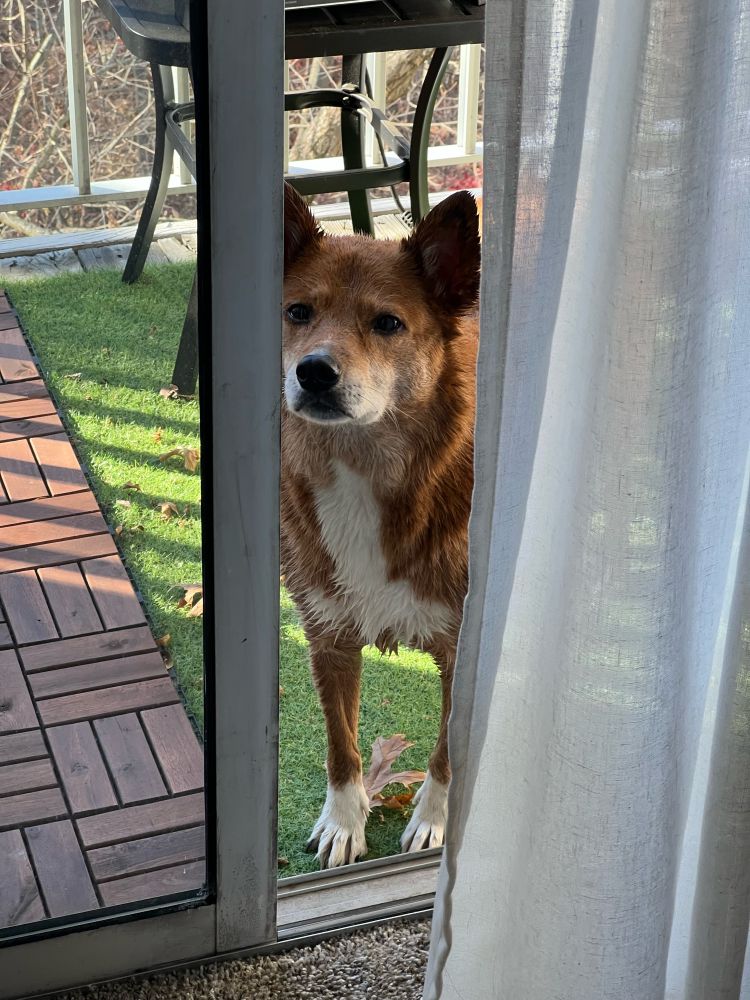 A medium red and white dog scowling because she’s wet from bath time. 