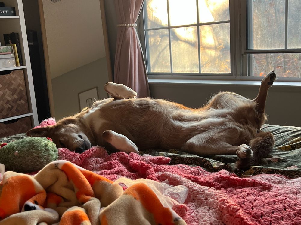 Ginny a 65lb fox like dog sleeping in her back with her paws up in the air 