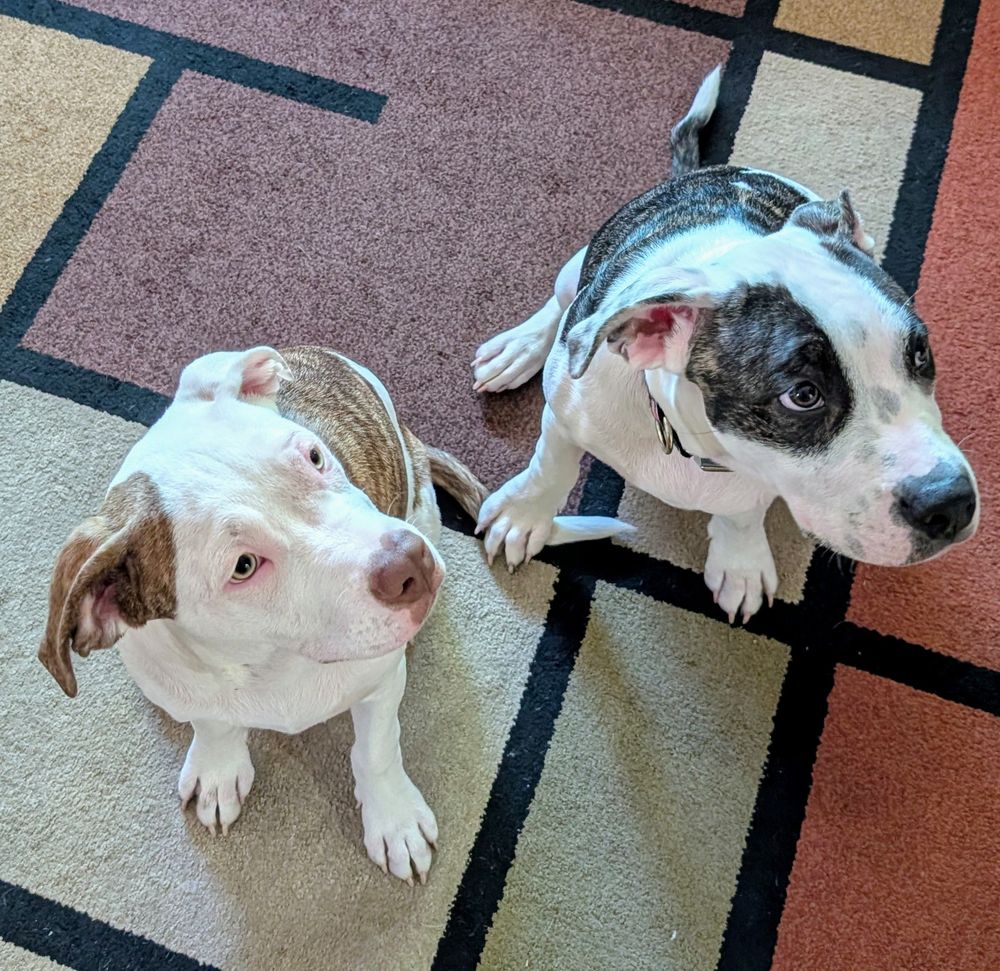 Two pitbull puppies sit on a rug, looking off to the right (where their owner is standing with a bag of treats). The left one is white with light brown patches and the right one is white with black & brown brindle pattern patches. You can tell that they're very good dogs.