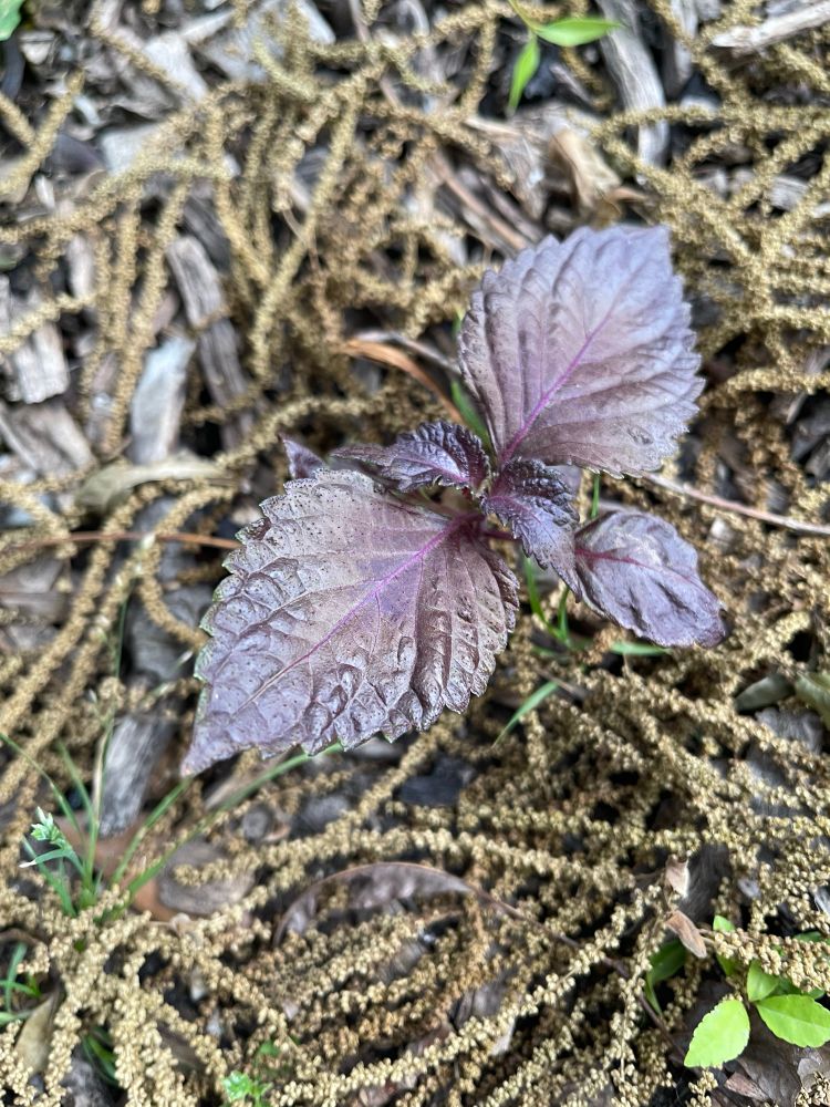 A random purple plant.