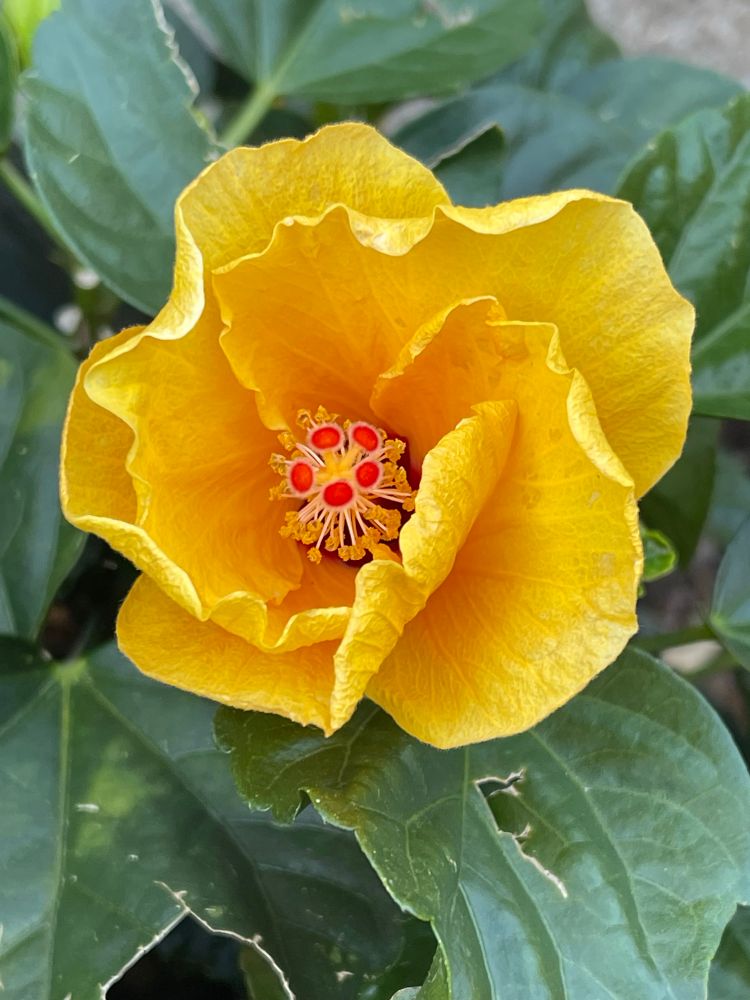 A yellow flower.