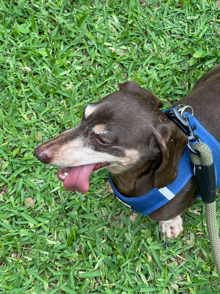 My dachshund with his tongue hanging out of the side of his mouth.