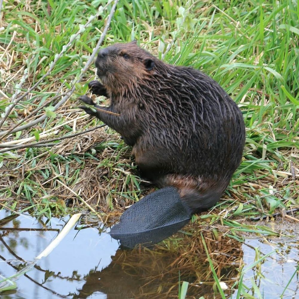 Beaver along the Tualatin River - not my photo