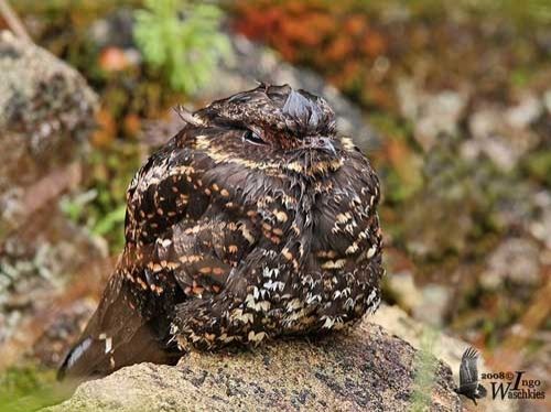 A Satanic nightjar looking very cozy and simultaneously very pissed off