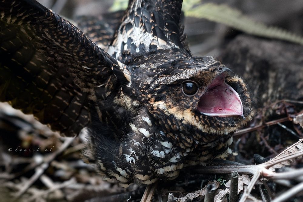 Another nightjar VERY UPSET about something. Wings spread and maw agape, he is screaming into the void