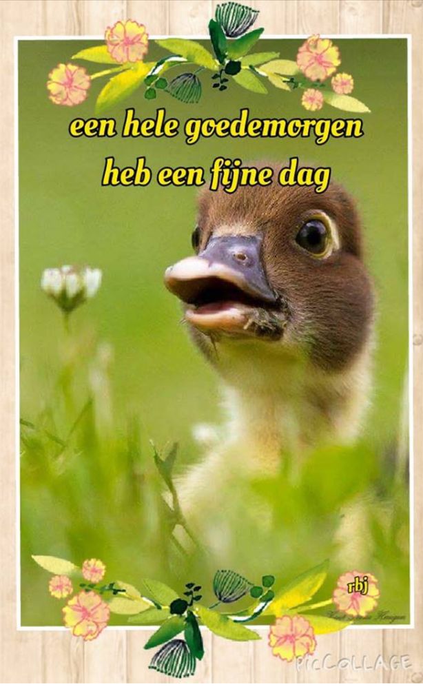 Comment image