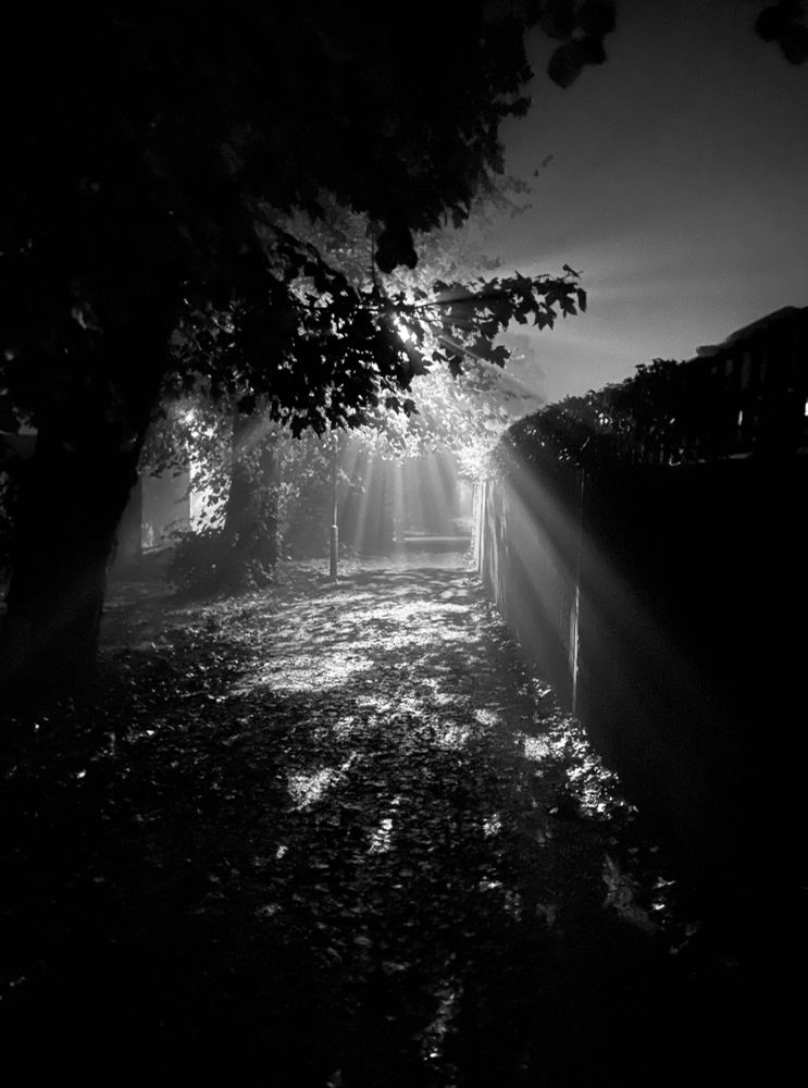 A black and white photo of an alleyway at night. There is a high, dark fence on the right. On the left, light streams from a lamppost that is hidden behind the branches of a tree, creating a speckled effect on the path ahead.