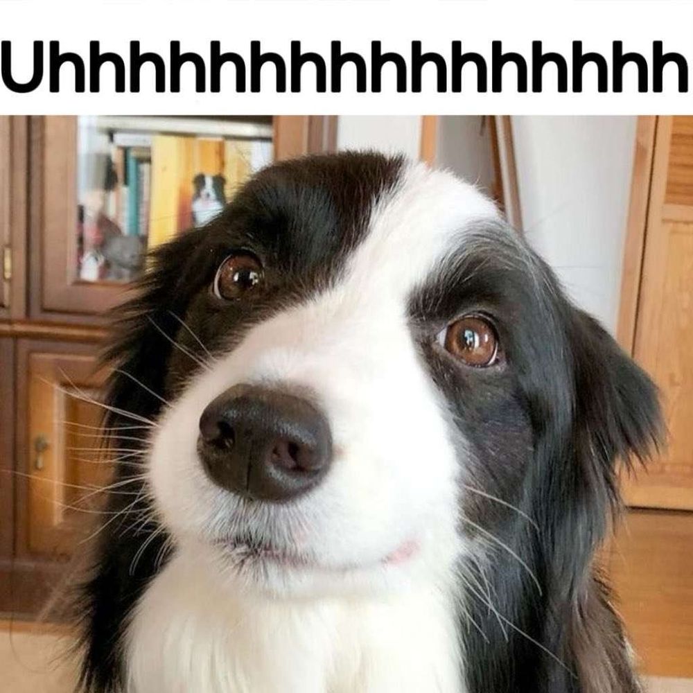 A black and white dog looking directly at the camera with a questioning look on its face. A caption reads "uhhhhhhhhhhhh"