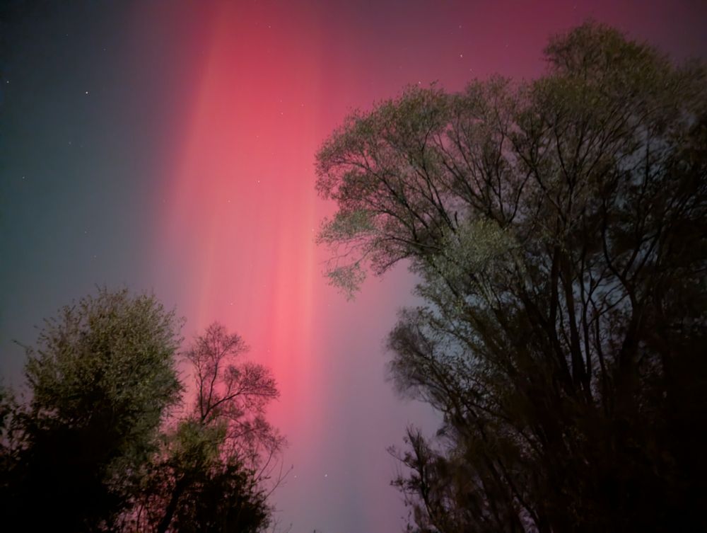 A picture of the night sky. Most of the picture is a tree to the side, but also a large red beam from aurora borealis.