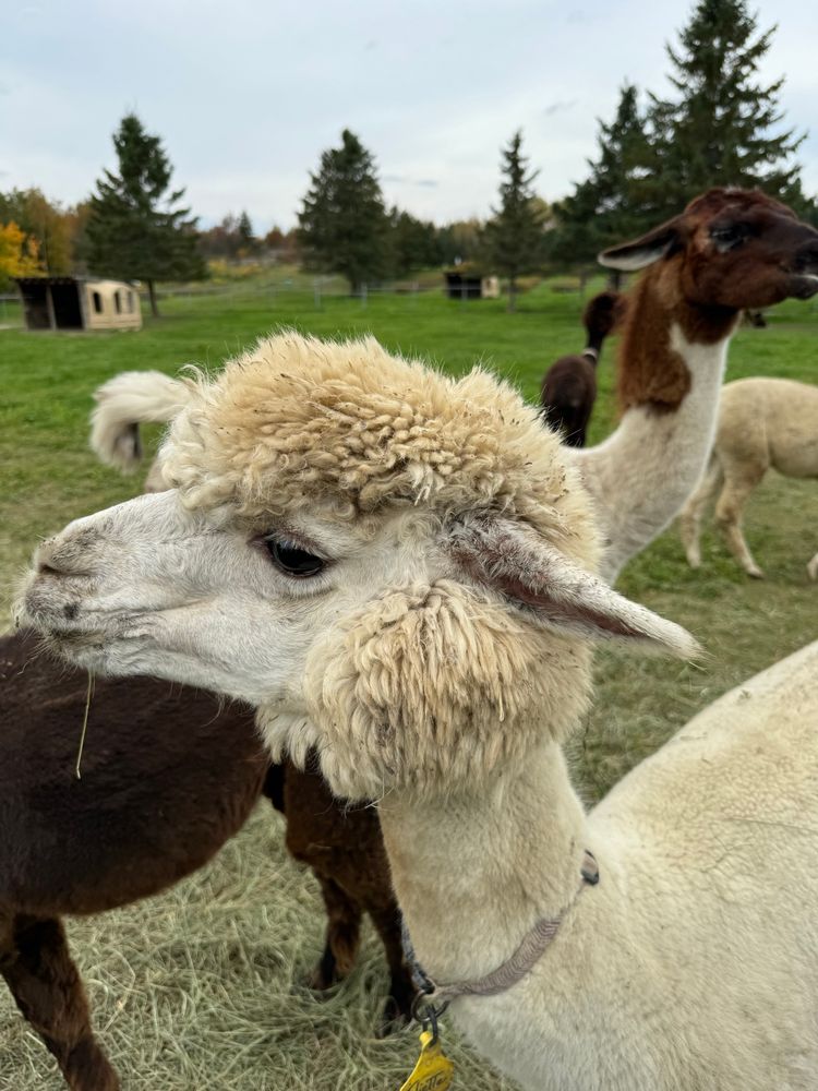 White and brown alpacas in a green field in October.