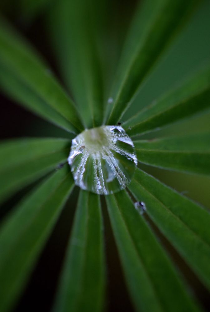 A very large drop of water sitting in the middle of a lupine leaf
