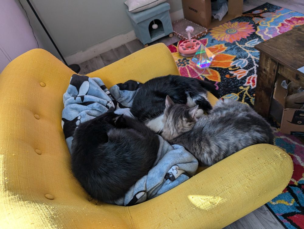3 cats cuddling together on a chair 